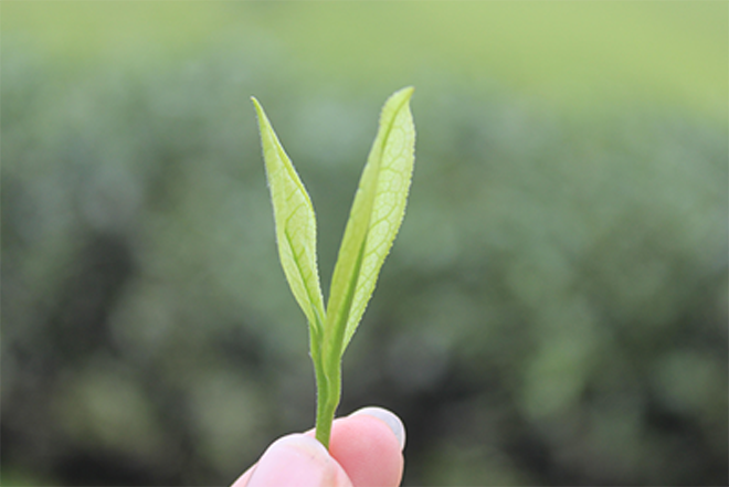 茶叶采摘及传统加工工艺流程